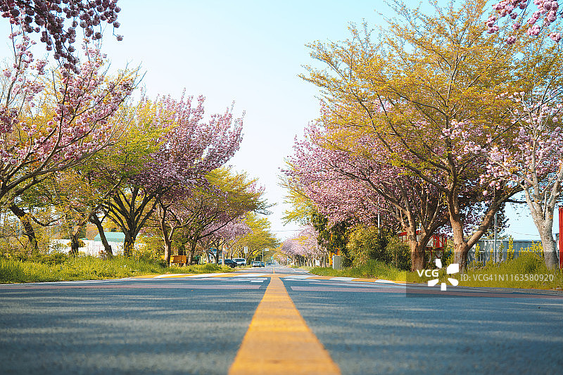 韩国济州岛，樱花树和一条路图片素材