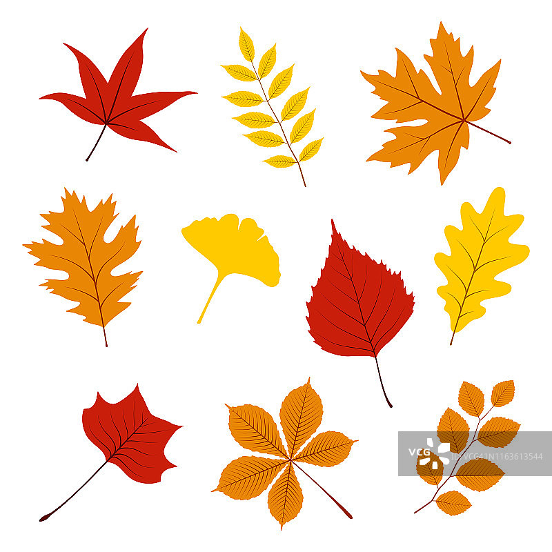 一套秋天的叶子在白色的背景，矢量插图图片素材