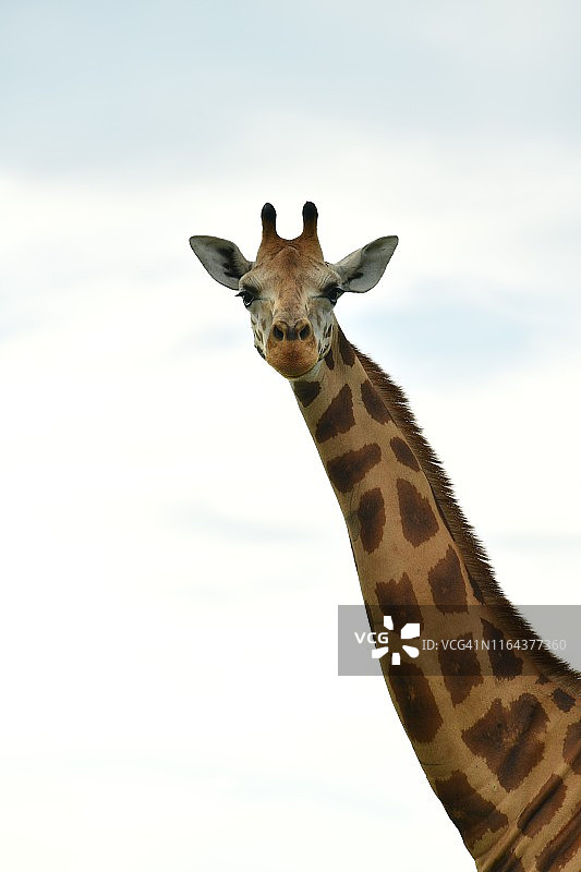 罗斯柴尔德的草原长颈鹿(长颈鹿camelopardalis rothschildi)肖像图片素材