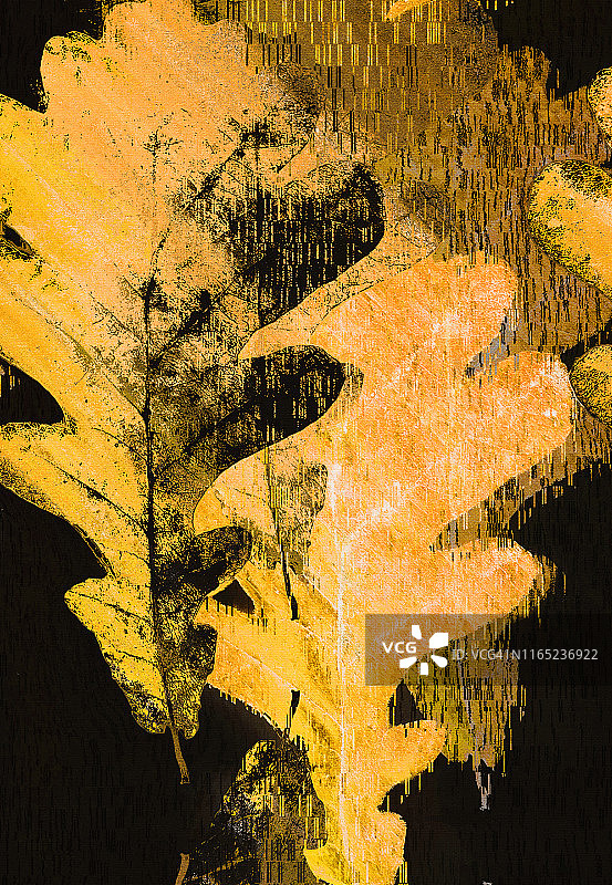 抽象拼贴从秋天的橡树叶黄色和黑色的颜色图片素材
