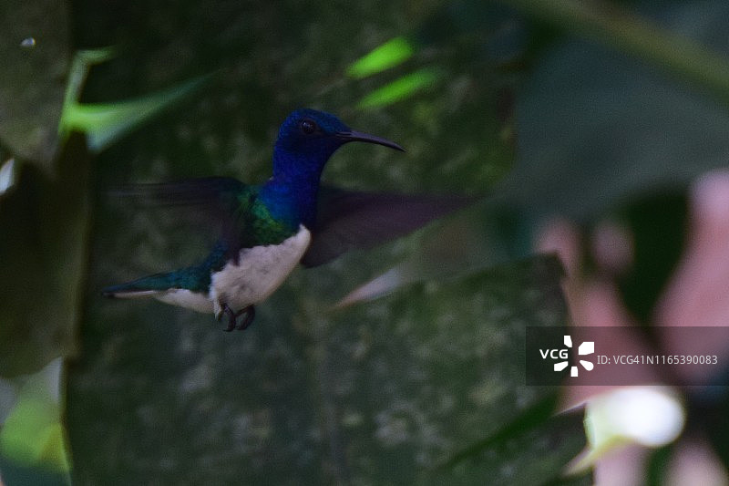 雀鸟、厄瓜多尔图片素材
