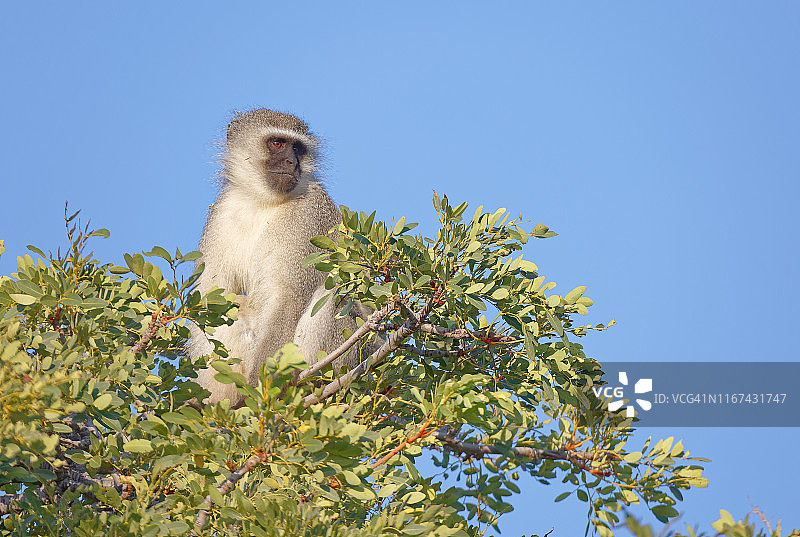 长尾黑颚猴猴树梢图片素材
