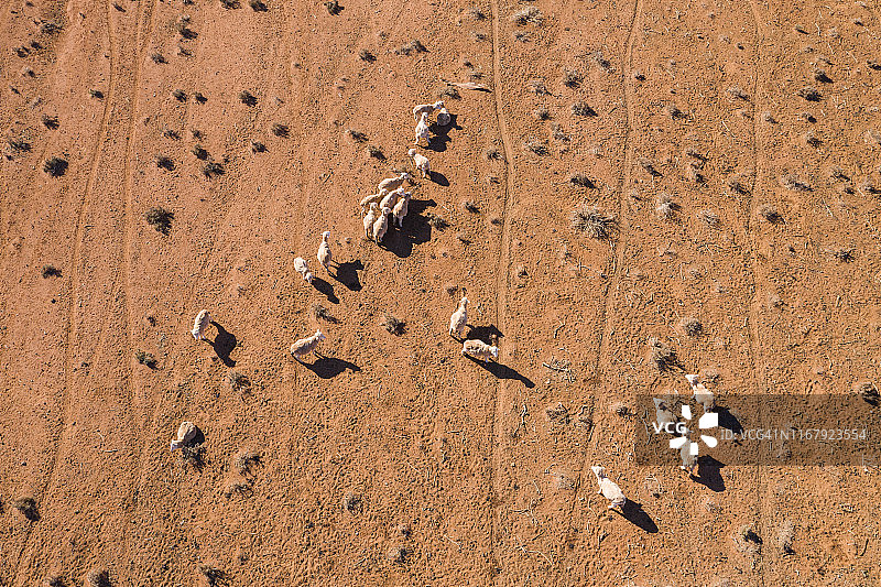 无人机的观点，在干旱条件和红土澳大利亚内地与绵羊图片素材