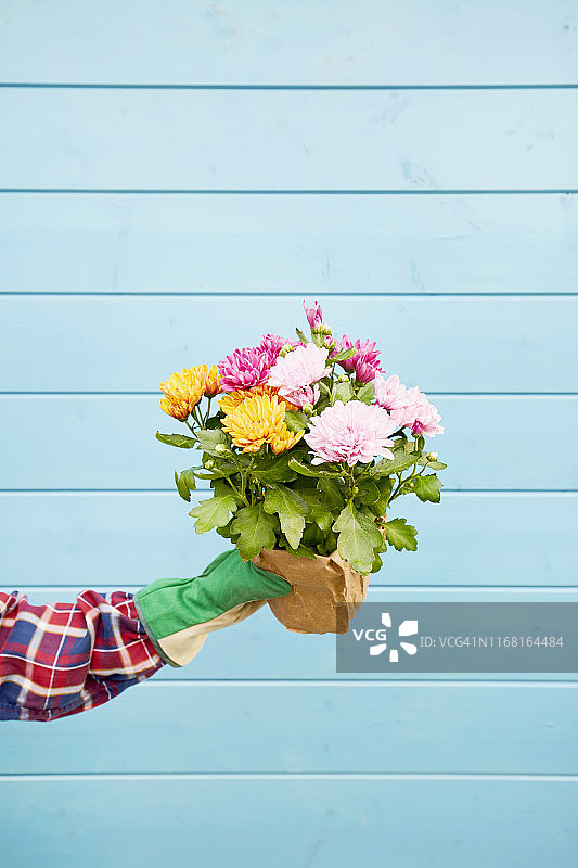 夏日里，一名女子手持一盆花菊，站在蓝色的木墙前图片素材