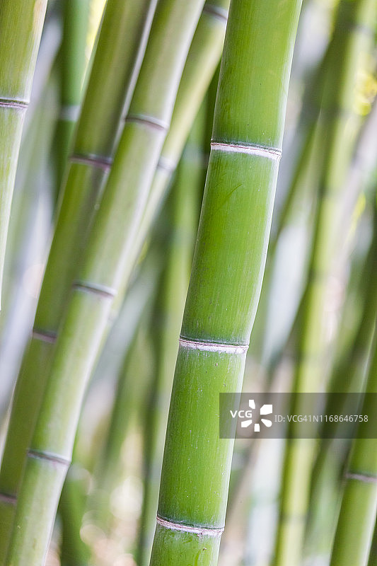 明亮的绿色竹杆在柔软的背景图片素材
