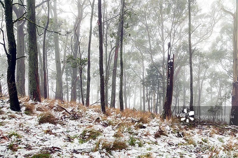 迷雾，迷雾笼罩在澳大利亚灌木丛的桉树之间图片素材
