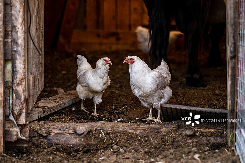 两只白鸡从古老的谷仓门出来图片素材