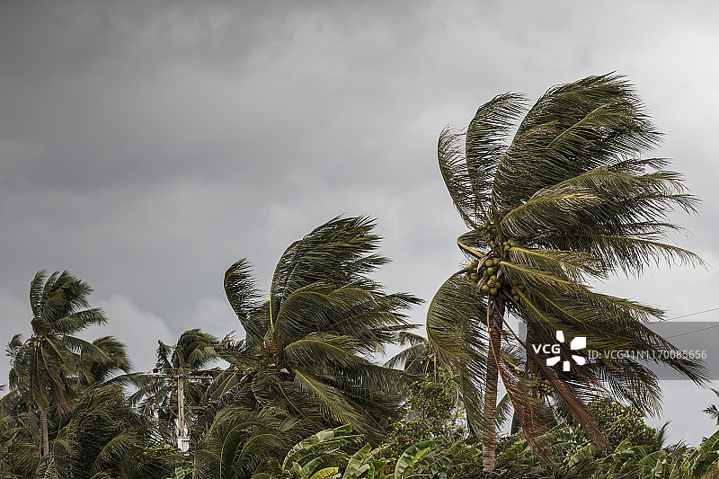 龙卷风或飓风的开始缠绕和吹椰子树与黑暗的风暴云。热带的雨季图片素材