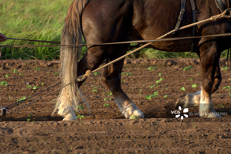 马在传统农业中图片素材