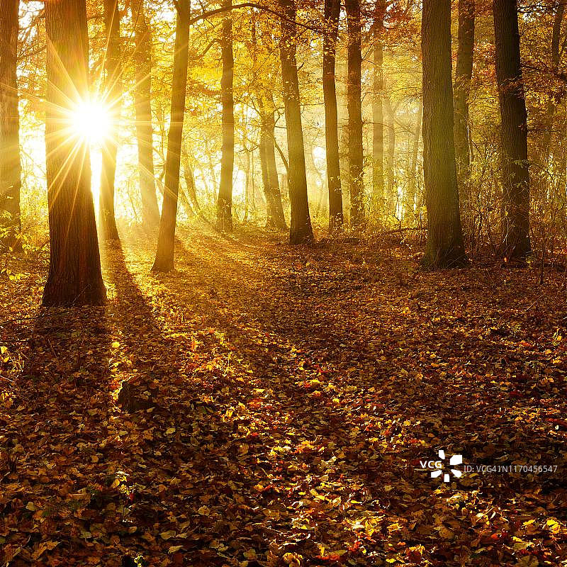 德国萨克森-安哈尔特Ziegelrodaer Forst，秋天，阳光透过橡树(栎属)和山毛榉(Fagus)的天然落叶林，彩色的树叶覆盖地面图片素材