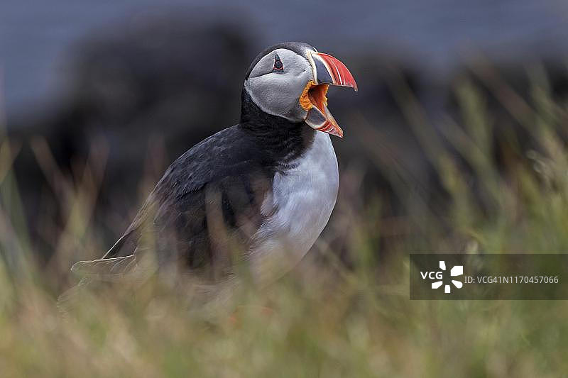 冰岛西峡湾拉特拉加德鸟岩上的海雀(北极海雀)站在草地上鸣叫图片素材