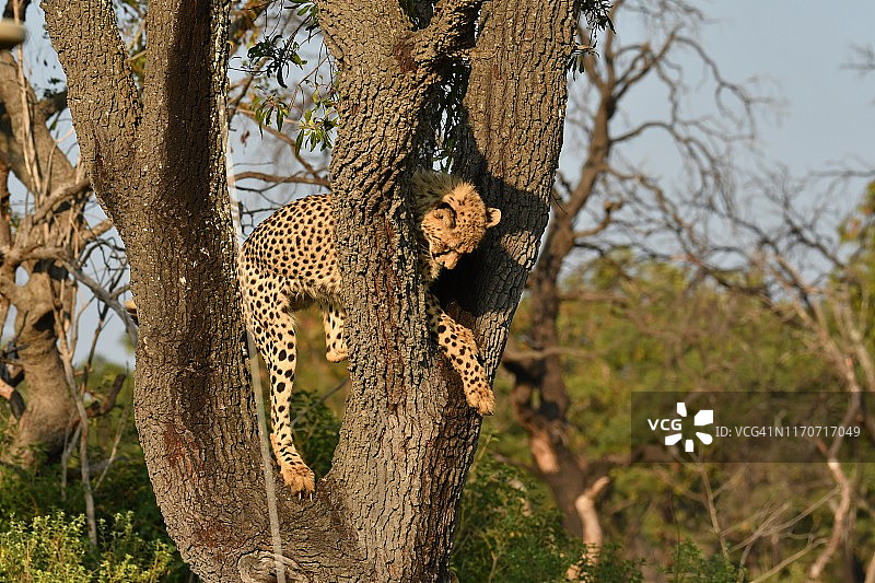 南非树上的年轻野生猎豹图片素材