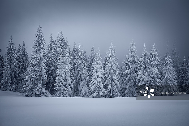 冷杉树上纯雪，冬天的景象多雾图片素材