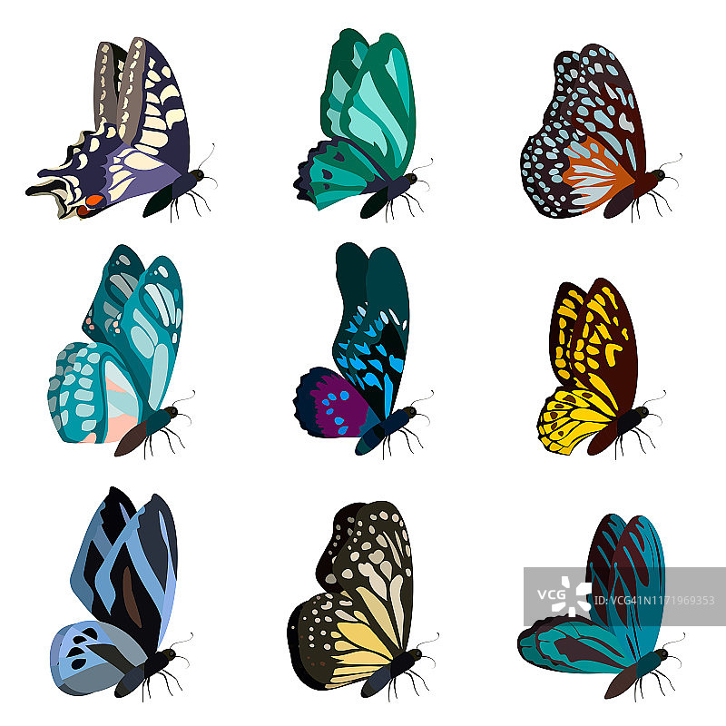 收集了大量五颜六色的蝴蝶。蝴蝶孤立在白色上。向量图片素材
