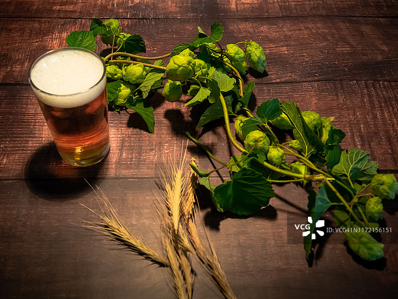 自制精酿啤酒:一杯金色的啤酒，白色的泡沫，一根啤酒花和大麦穗图片素材