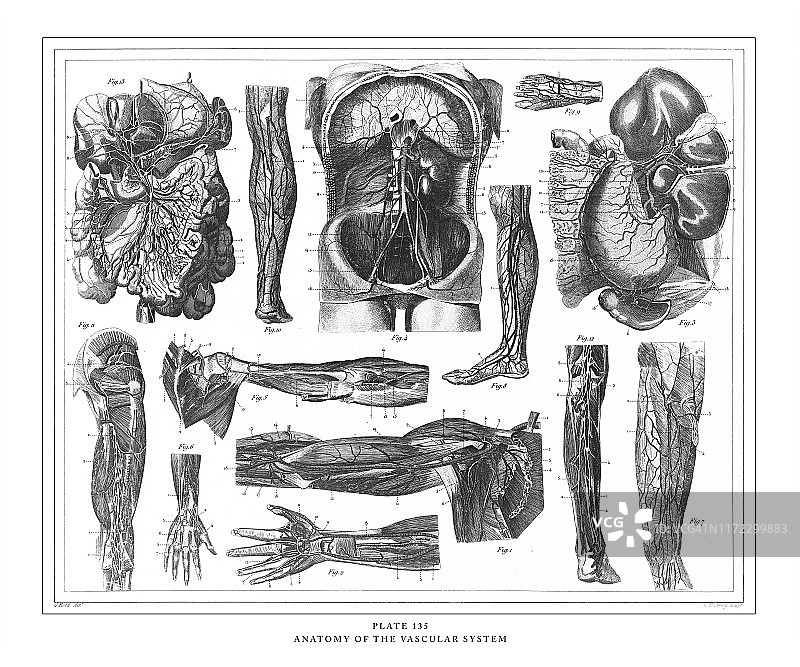 解剖血管系统雕刻古董插图，出版于1851年图片素材
