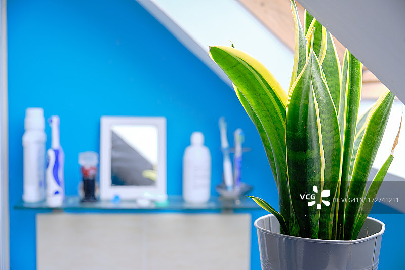 带植物的家庭浴室图片素材