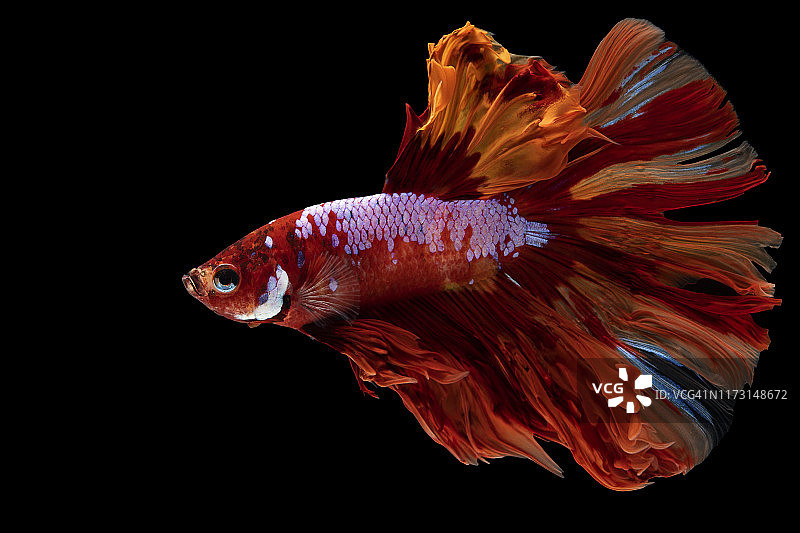 多色暹罗格斗鱼(一串红)。图片素材