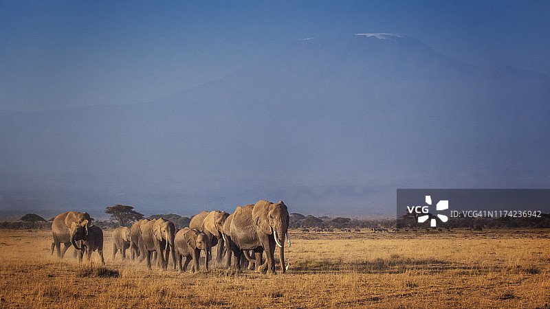 一群大象在肯尼亚安博塞利的乞力马扎罗山前行进图片素材
