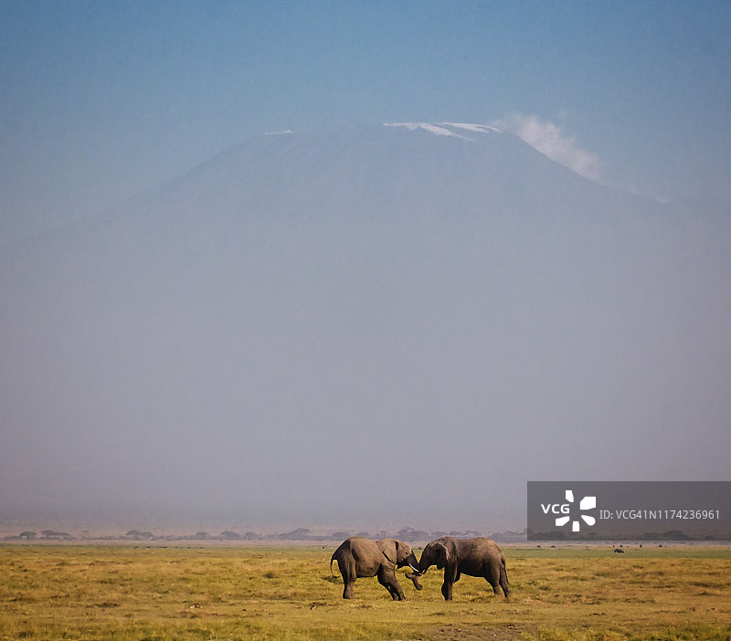 两只大象在肯尼亚安博塞利的乞力马扎罗山前搏斗图片素材