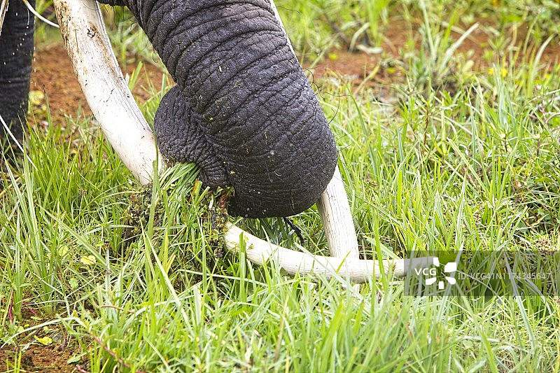 象鼻拔草的特写。显示了象牙。肯尼亚安博塞利国家公园图片素材