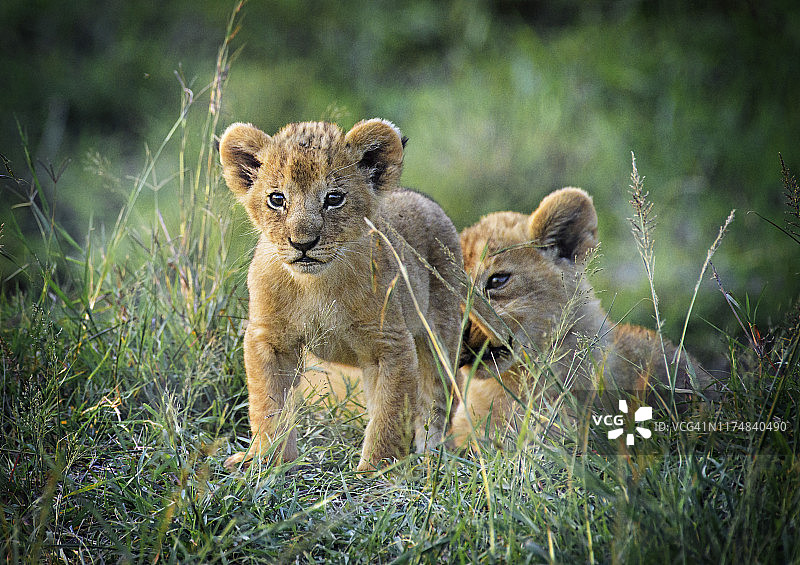 两只可爱的小狮子在草地上玩耍，马赛马拉，肯尼亚图片素材