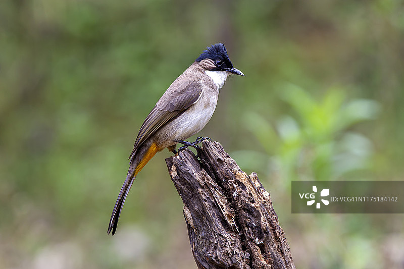 棕胸鹎(黄胸鹎)鸟。站在真正的树枝上，泰国北部。图片素材