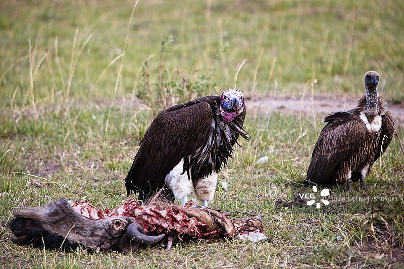 雄性秃鹰以角马的尸体为食。一只雌秃鹰在等待她的机会。图片素材