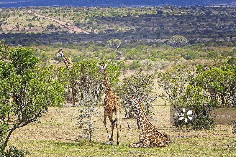 几只长颈鹿，一只坐着，一只走过，其他的在后面吃树。图片素材