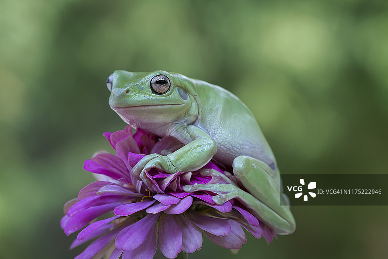 矮小的树蛙在花上，印度尼西亚图片素材