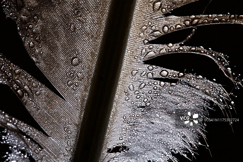 艺术孔雀羽毛微距摄影与水滴图片素材