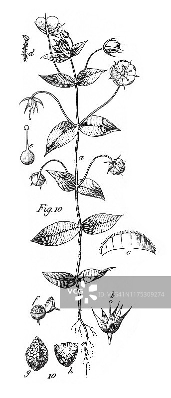 来自不同科的栽培植物;装饰、食用或药用雕刻古董插图，出版于1851年图片素材