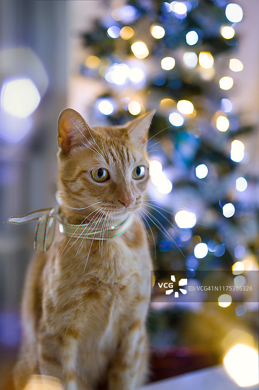 猫和圣诞灯图片素材