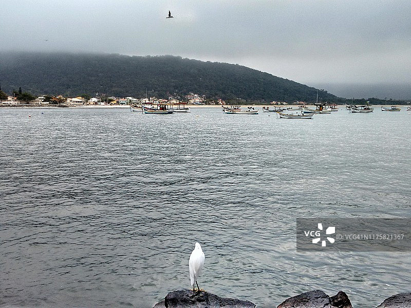 在海上狩猎的鸟- Florianópolis，圣卡塔琳娜-巴西图片素材