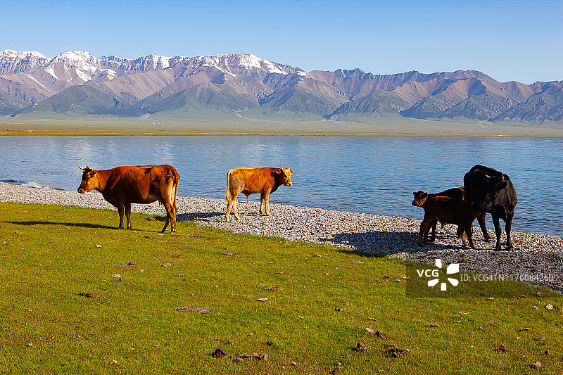 早上在塞勒姆湖边吃草的牛群图片素材