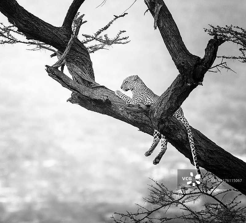 可爱的豹子在树在黑色和白色在桑布鲁，肯尼亚图片素材