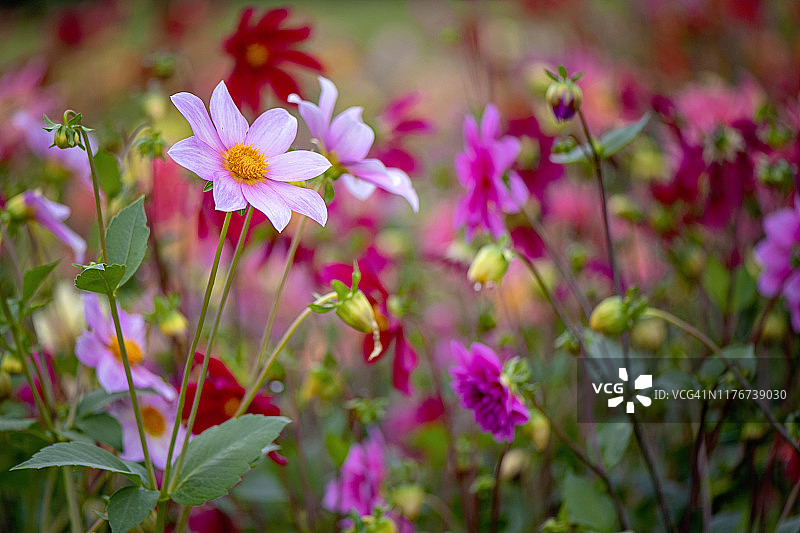 在柔和的阳光下，美丽的夏末盛开的粉红色大丽花的特写图像图片素材