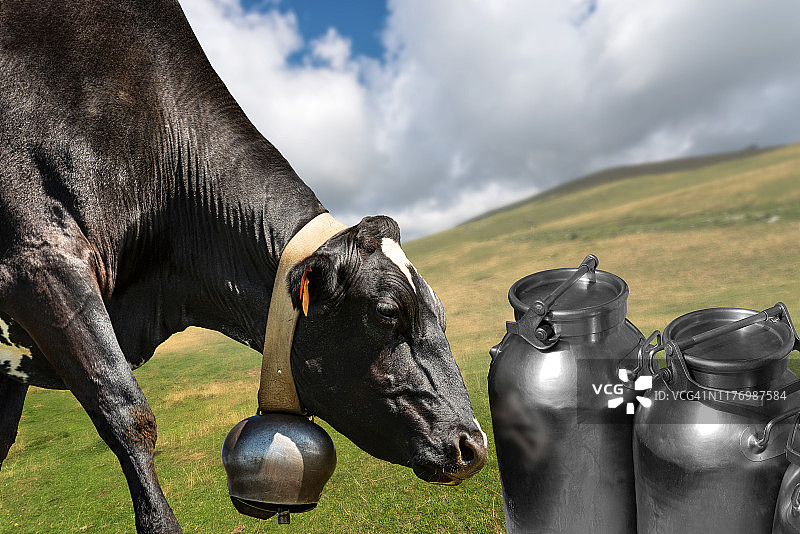 山里的黑色奶牛，牛奶罐和牛铃图片素材