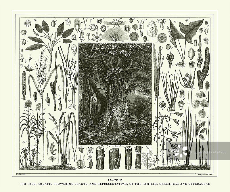 雕刻古玩、无花果树、水生开花植物及禾本科、莎草科代表植物雕刻古玩插图，1851年出版图片素材