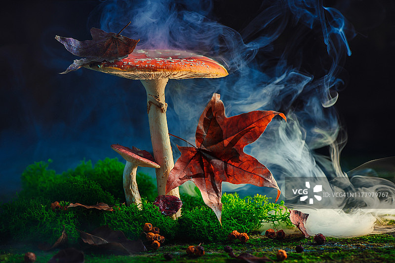 仙女躲在枫叶后面的剪影。巨大的魔法蘑菇，奇幻故事概念图片素材