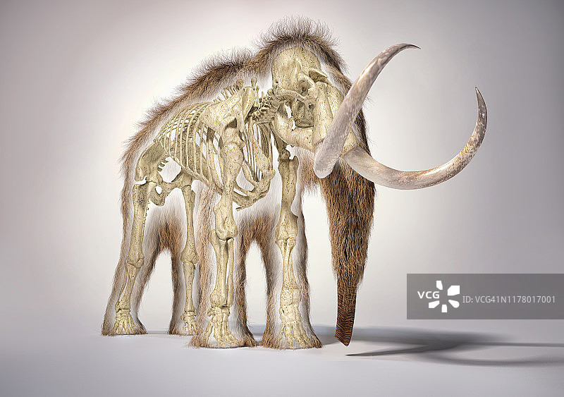 长毛猛犸象逼真的3d插图与骨骼在变形效果图片素材