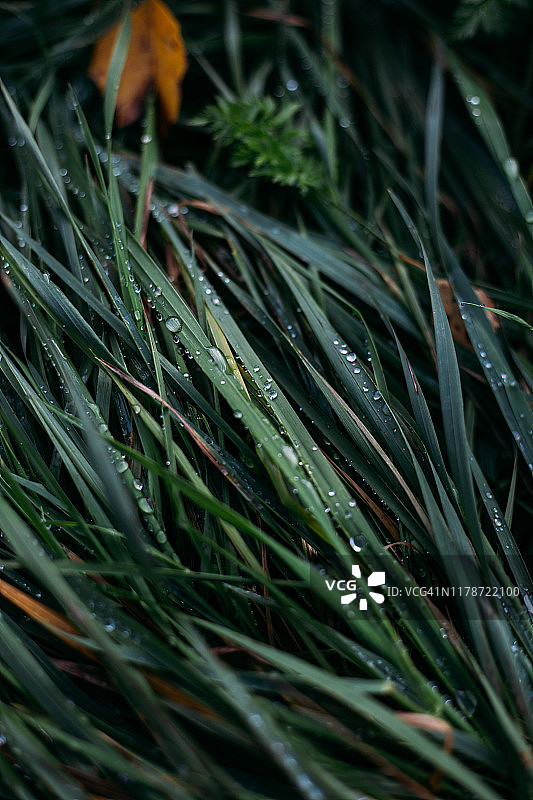 草与露珠的背景。早上的时间图片素材