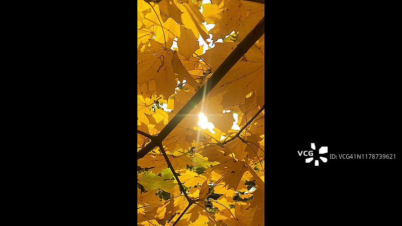 自然的视频。金秋秋风吹枫叶。阳光透过树叶照进来。图片素材