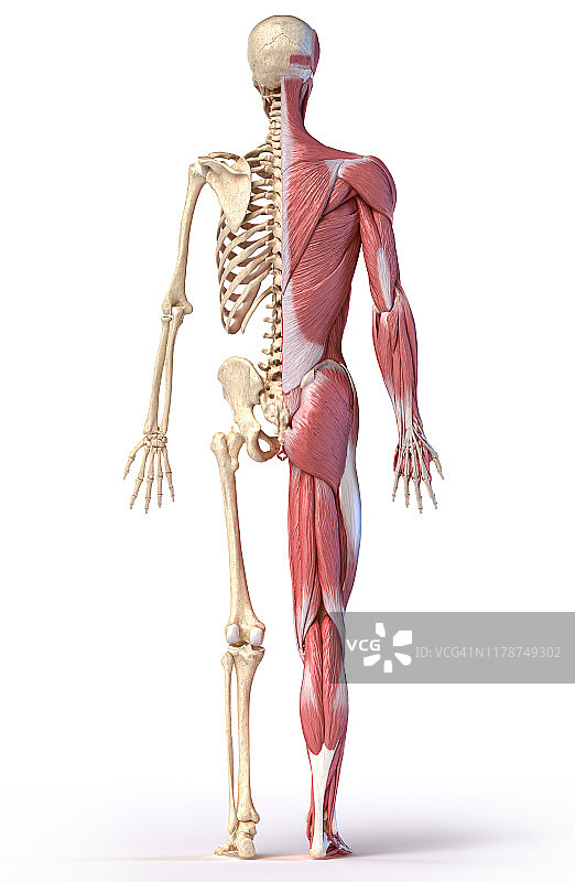 男性肌肉和骨骼，插图图片素材
