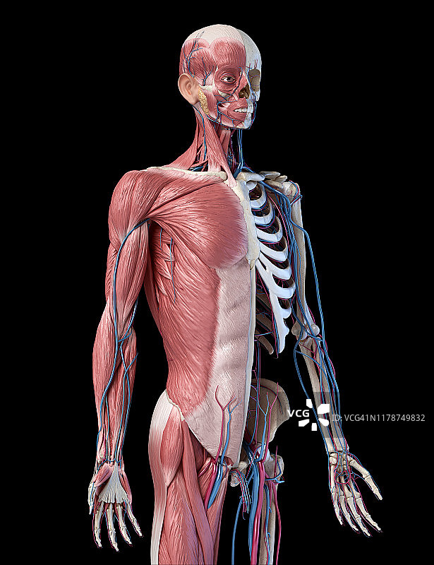 人体骨骼，肌肉和血管，插图图片素材