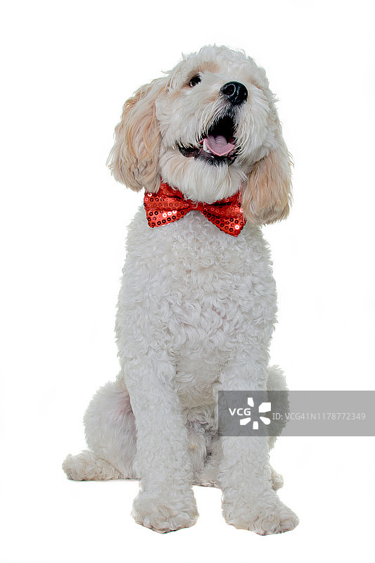 这是一只骑士查尔斯王猎犬和贵宾犬的混血小狗的肖像，它系着红色的领结，坐在白色的背景前看着镜头图片素材