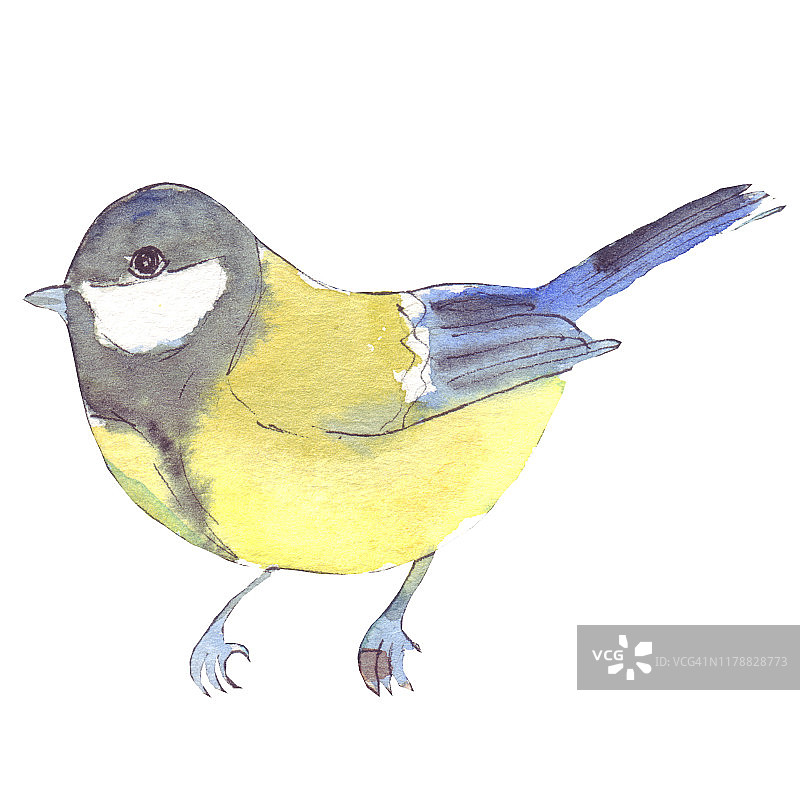 蓝色的山雀——美丽的小鸟图片素材