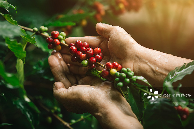 [咖啡浆果]特写阿拉比卡咖啡浆果与农民的手图片素材