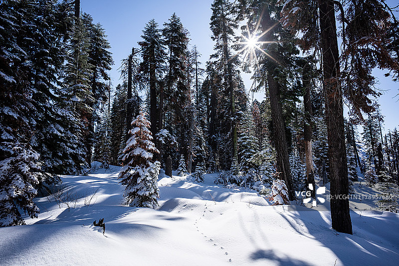 动物足迹穿过雪山松林，红杉国家公园，加利福尼亚州，美国图片素材