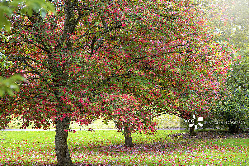 美丽的秋天在英国汉普郡的树上变红和变黄的叶子图片素材